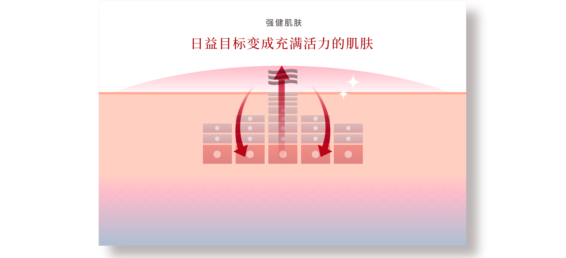 肌健康をサポートして日ごと、若々しさに満ちた素肌へ